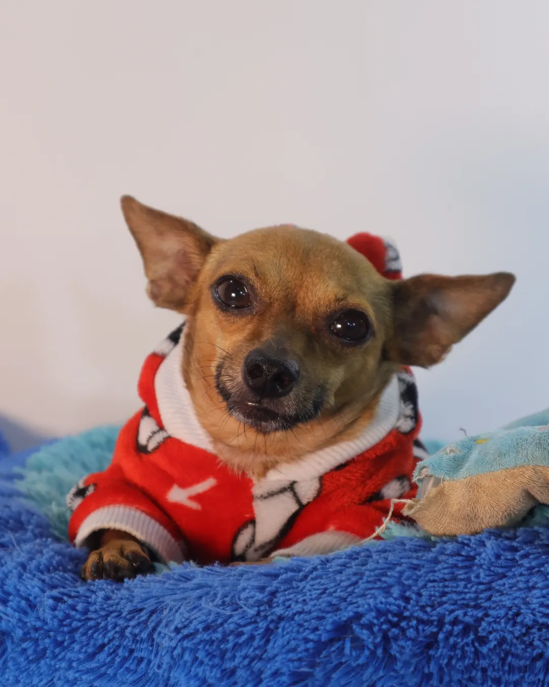 Jake, el chihuahua que inspiró la guía, en su suéter rojo